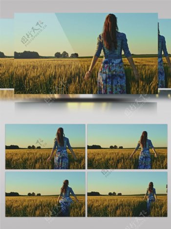 唯美调色秋季麦田里女孩背影抚摸麦穗奔跑在希望的田野里