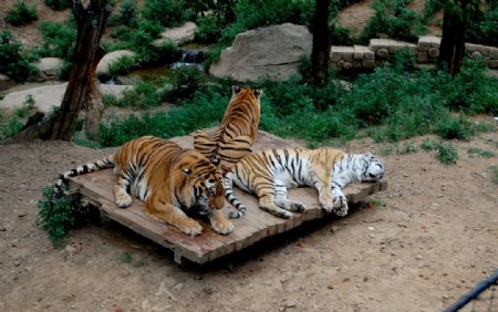 三只虎