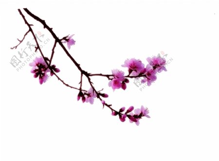 紫色优美花卉透明素材