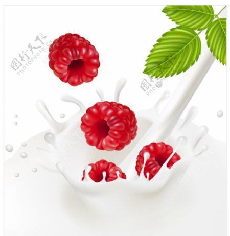 牛奶红莓背景素材