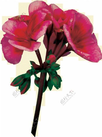 手绘逼真鲜红色花朵png透明素材