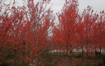红色枫树叶