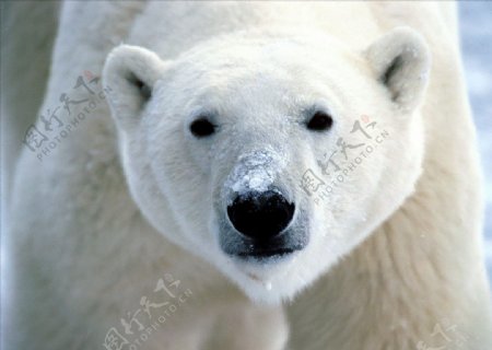 可爱动物北极熊