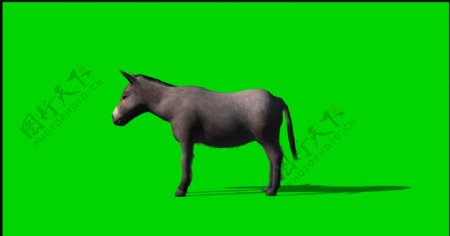 驴子绿屏抠像视频素材