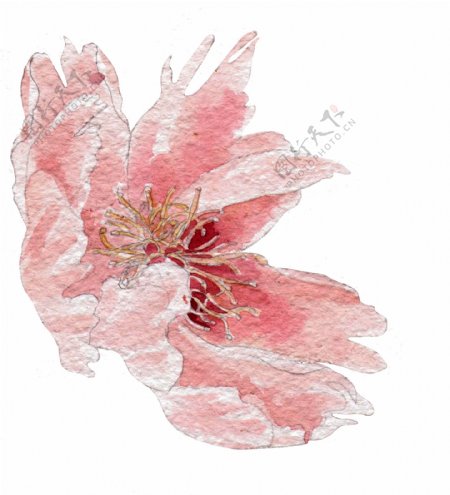 一朵复古水彩花透明素材png