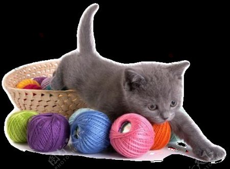 玩毛线球的猫咪素材