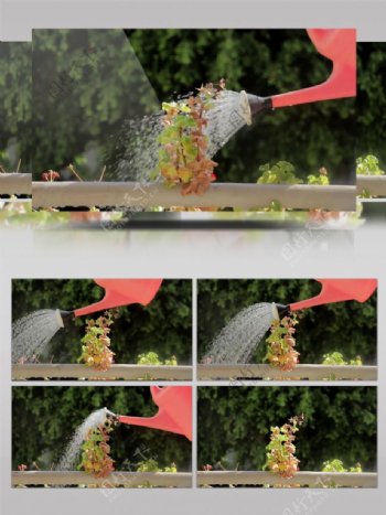 绿色植物浇水养花视频实拍