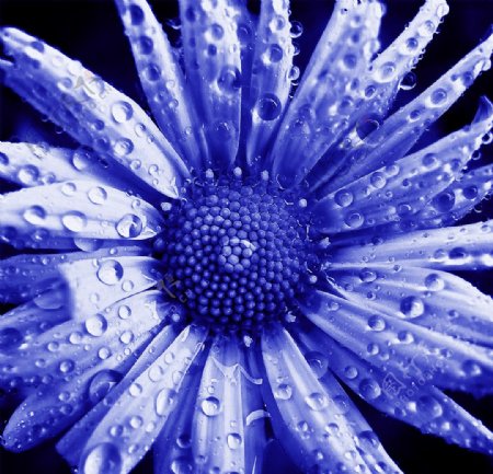 蓝色菊花