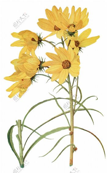 手绘清雅黄色花朵透明装饰素材