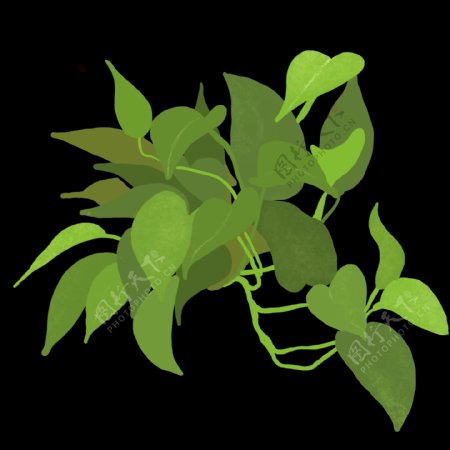 绿萝吊兰植物PNG透明素材