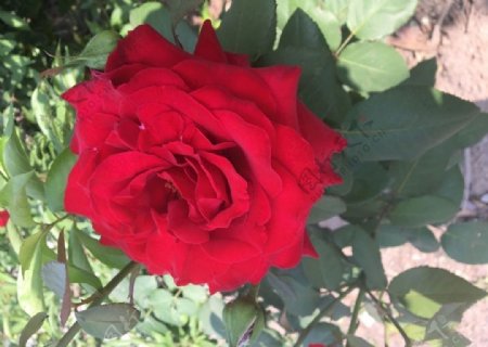 玫瑰特写玫瑰红花