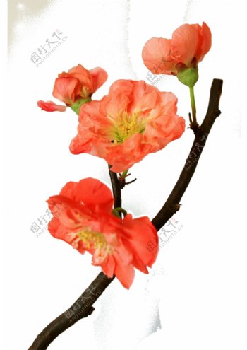 红色海棠花主题元素
