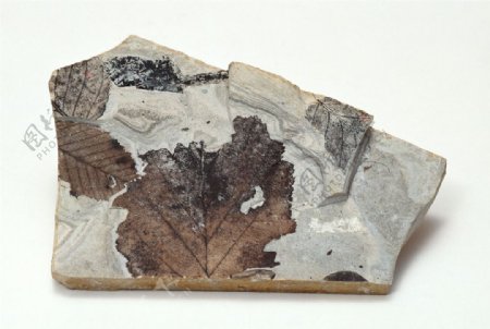 化石海螺化石贝壳化石各种