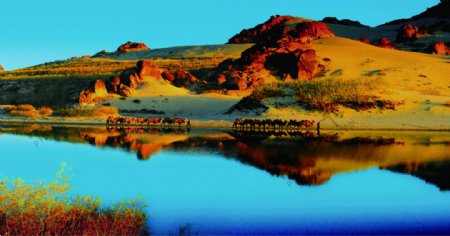 沙漠骆驼旅游观光蓝天