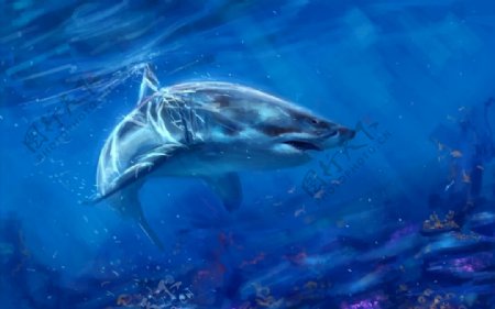 鲨鱼海豚蓝色海洋海底