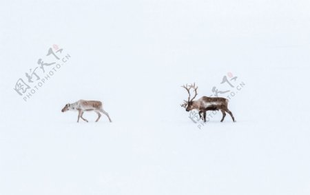 雪地中行进的麋鹿