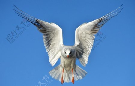 海鸥鸟海动物翅膀天堂