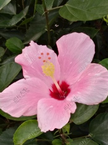 一朵粉色朱槿花
