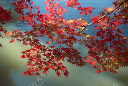 红枫枫树枫叶景观树景树