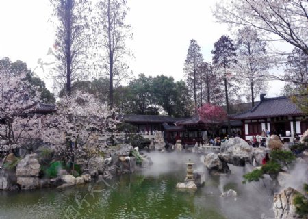 武汉东湖樱花节