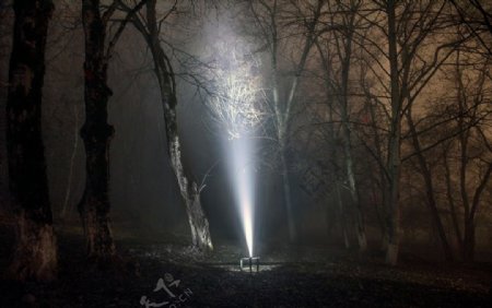 夜晚树林中耀眼的光束