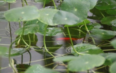 铜钱草绿色水草绿植