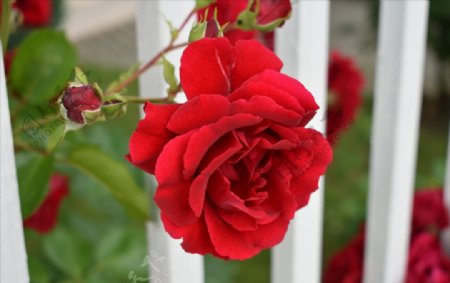 玫瑰特写红色花卉