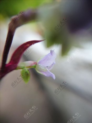 紫蓝色小花