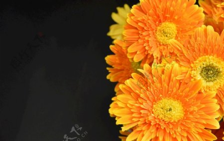 非洲菊花花朵摄影