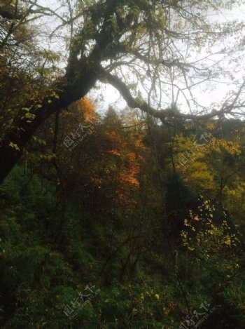 秋日彩林自然风光