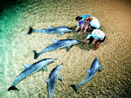 澳大利亚天阁露玛海豚岛