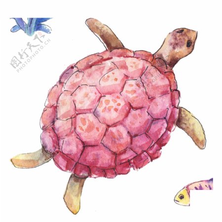 红色海龟绘画图案