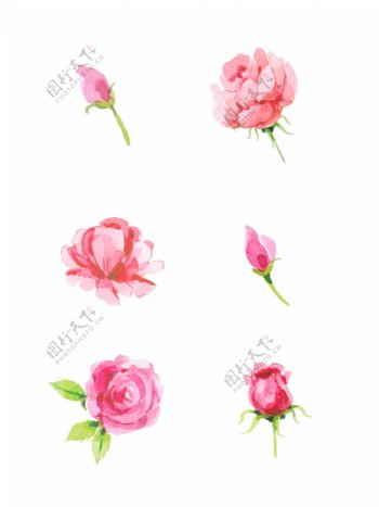 玫瑰花粉色花苞装饰素材设计