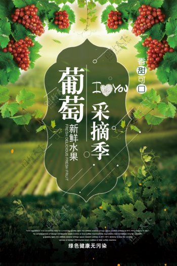 葡萄采摘绿色天然食品海报