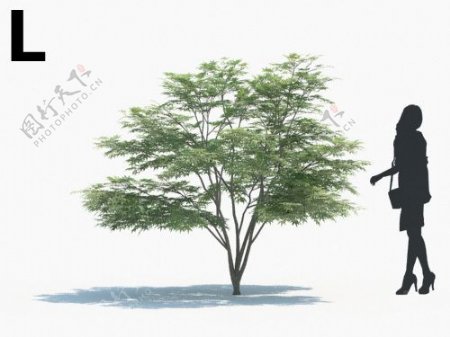 乔木树模型