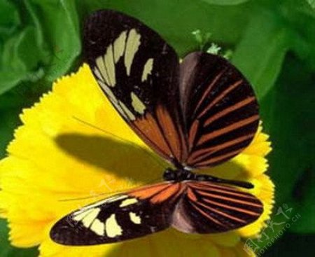 昆虫模型蝴蝶的3dsmax模型