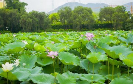 荷花荷花池池塘洪湖公园