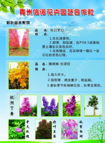 花卉宣传单页