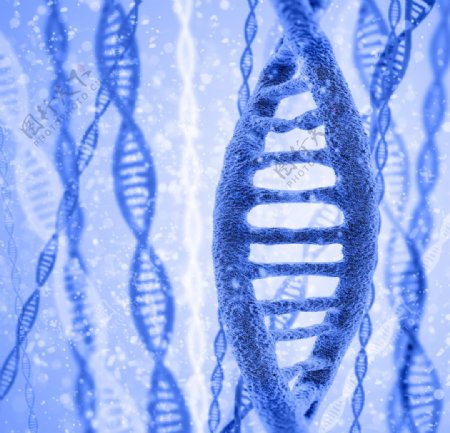 基因链DNA
