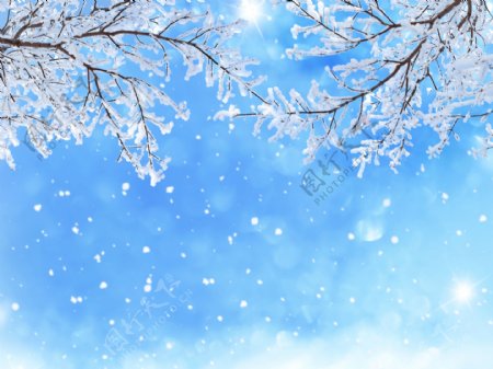 冬天雪树枝雪花天空背景