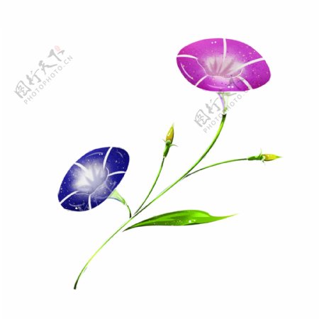 蓝色喇叭花紫色喇叭花可商用植物元素