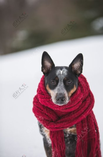 围红围巾的狗狗