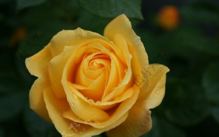 黄色的玫瑰花