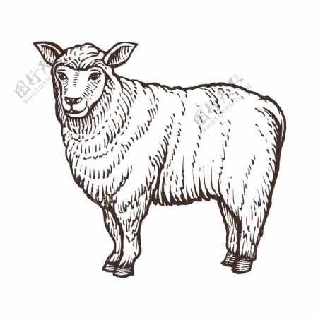 绵羊农场动物草图孤立的绵羊哺乳动物