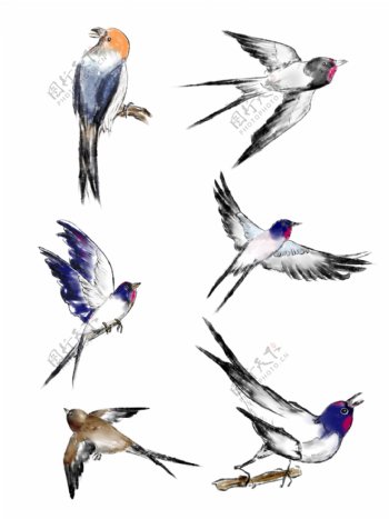 鸟类水墨画国画水彩春分燕子麻雀八哥动物