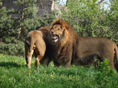 两只狮子