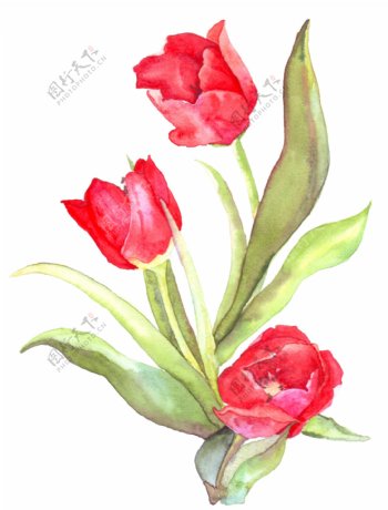 手绘红色的郁金香水彩花卉