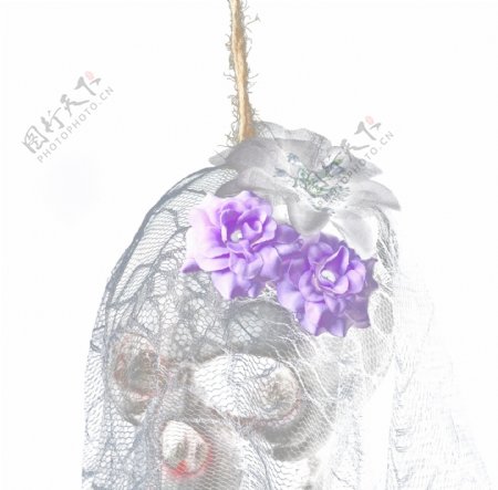 鬼节万圣节戴着头纱的骷髅戴着紫色头花的骷髅