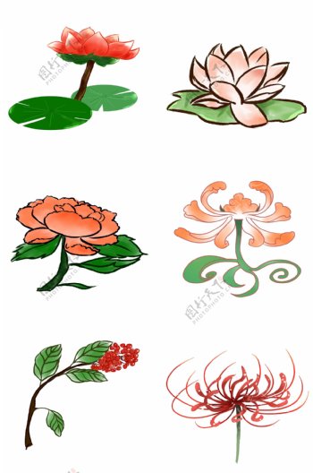 中国装饰性花朵妖艳牡丹