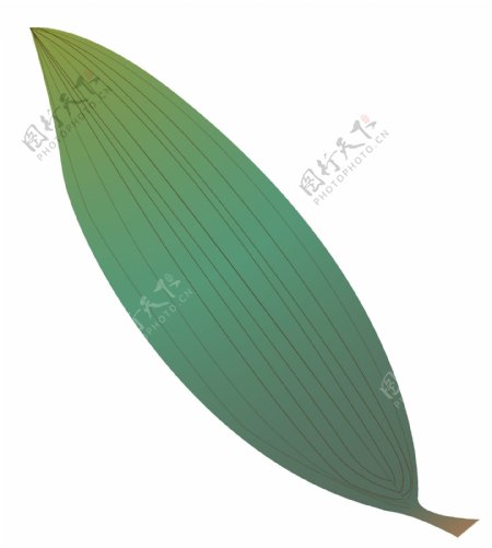 细长的绿色叶子插画